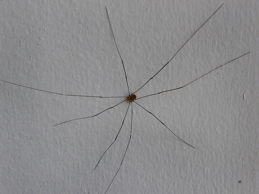 Daddy Long Legs Spider Big Long Spider Bukowski1 Flickr   5839547474 F6dd95cfe4 B 