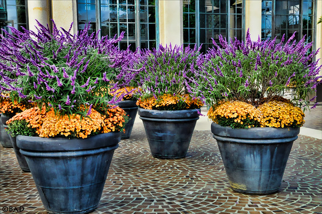 Large Flower Pots | bdphotog | Flickr