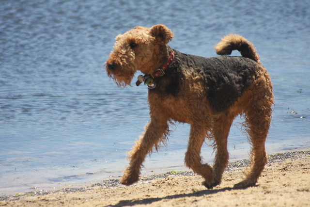 cool-dog-facts-airdale-terrier