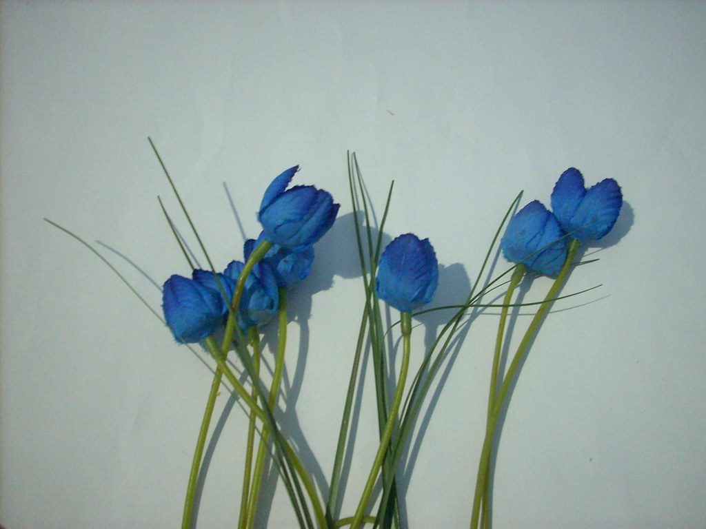 Tulip Biru