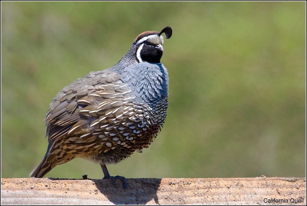 California State Bird Color