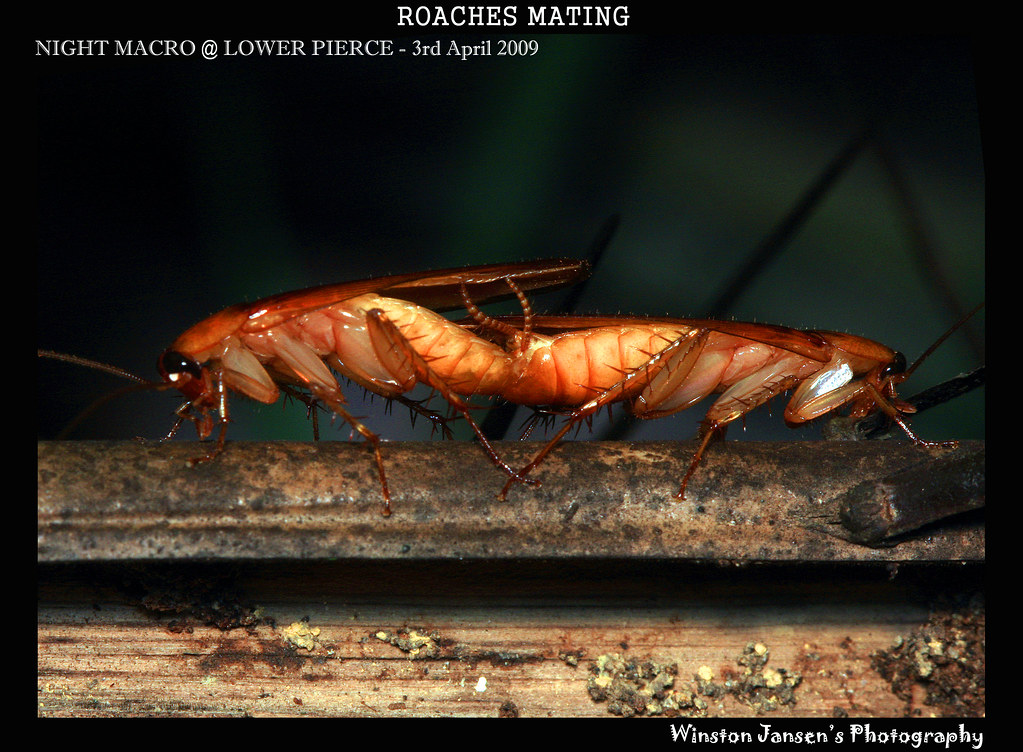 Roaches Mating | This is the 1st time I've ever seen roaches… | Flickr