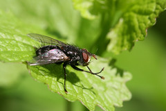 Fly (Muscidae sp.)