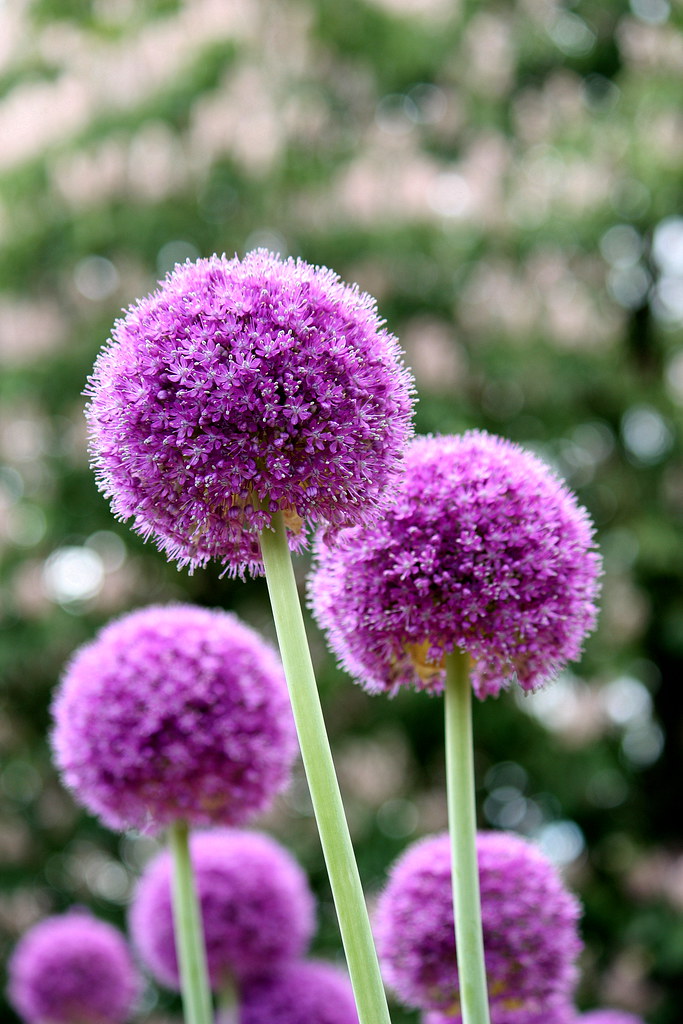 Purple Lucy Ball Flower Thanks everyone from Perfect Petal… Flickr