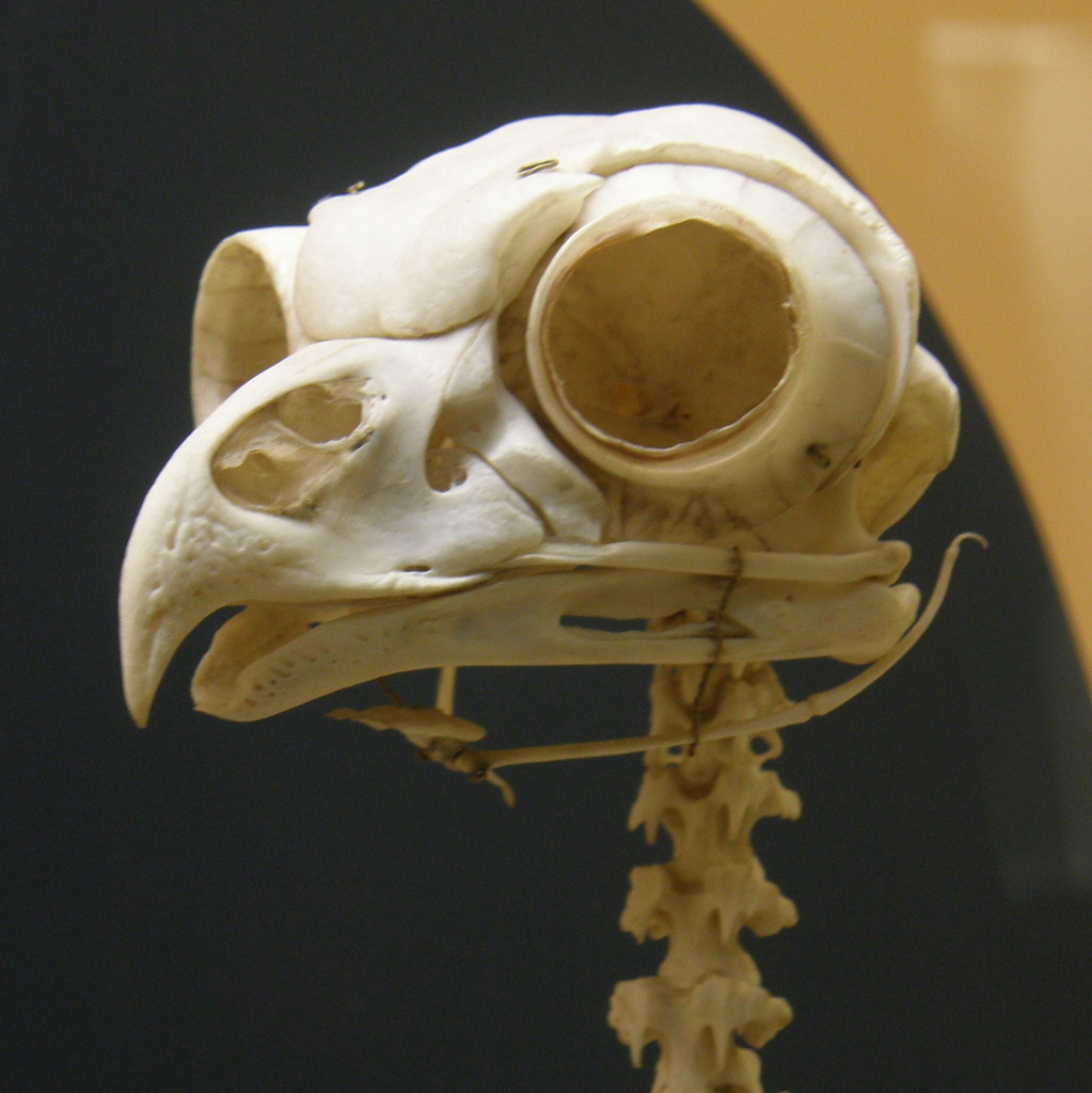Great Horned Owl Skull | In the Smithsonian National ...