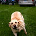 Daisy the Dog -- SMASH Rocket Club 5-9-09 2