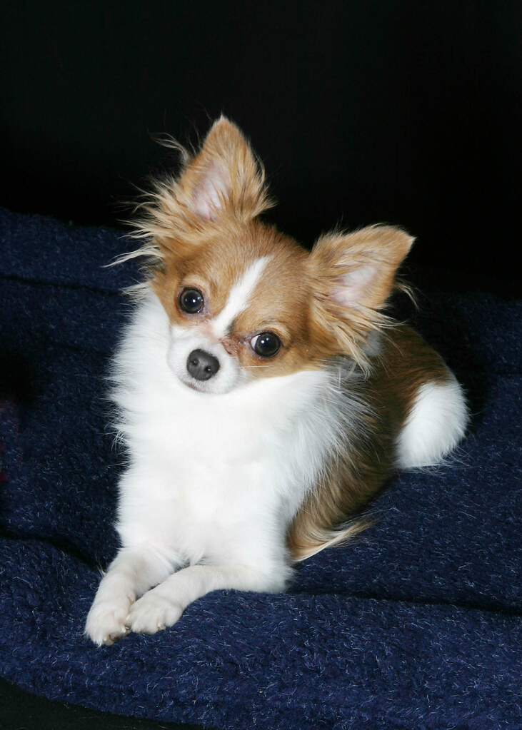 Ivy Ivy, a longhaired miniature chihuahua laurie haag