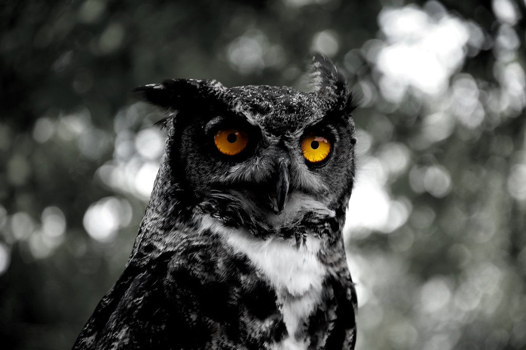 black-phased-great-horned-owl-great-horned-owl-bubo-virgi-flickr