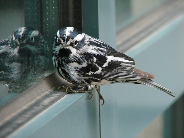 Black-and-white Warbler stunned at a window at the Northern Great Lakes Visitors Center in Ashland, Wisconsin.
