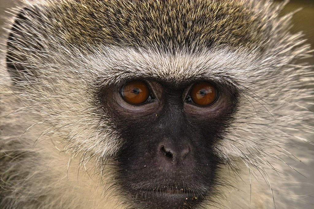 Vervet Monkey (Chlorocebus pygerythrus) | IMG18286 | Arno ...