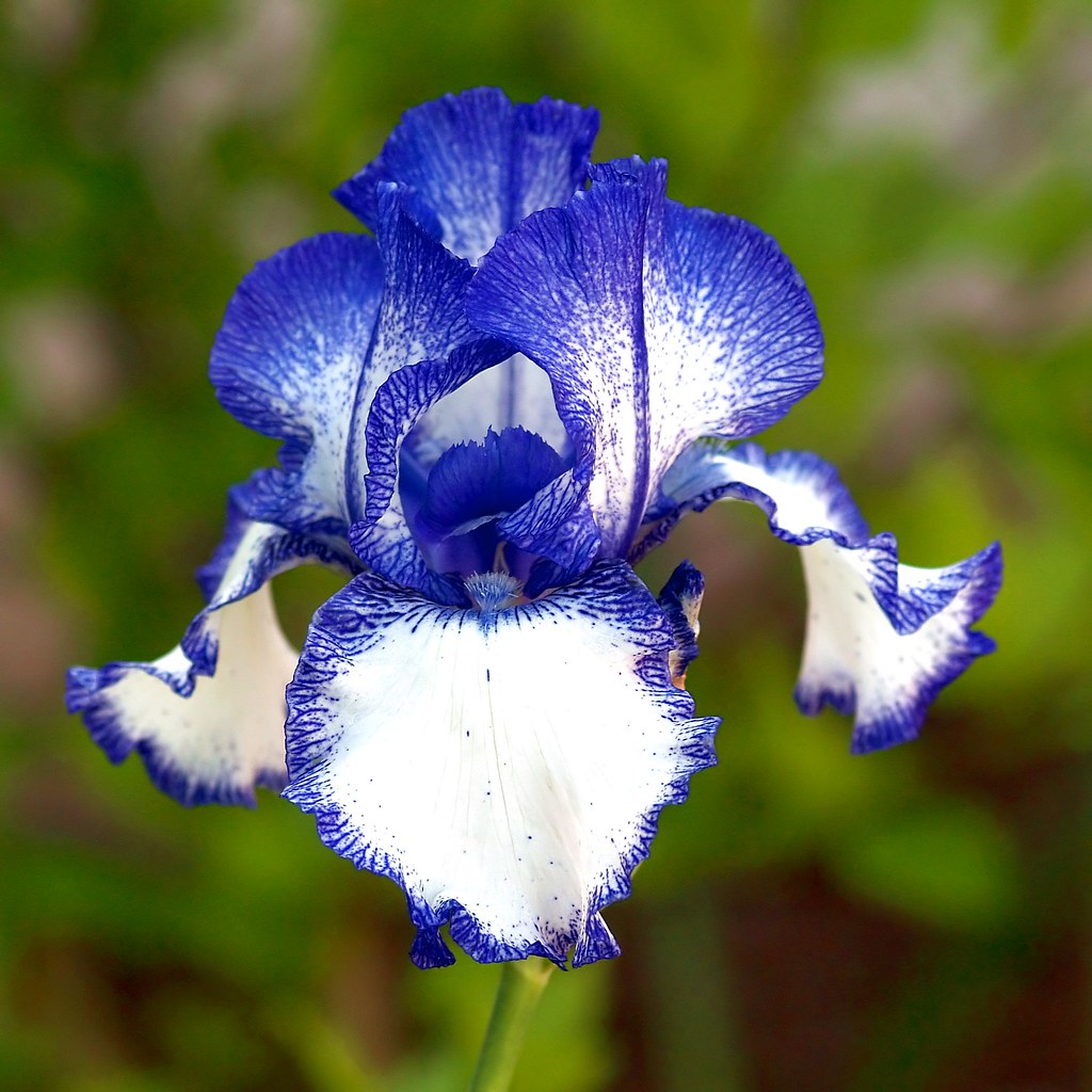 A blue Iris flower in my garden. | This plant is an Iris culâ€¦ | Flickr