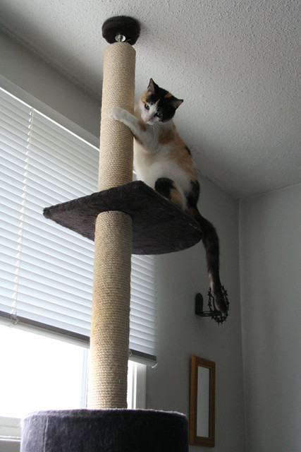 Chloe conquers the cat tree