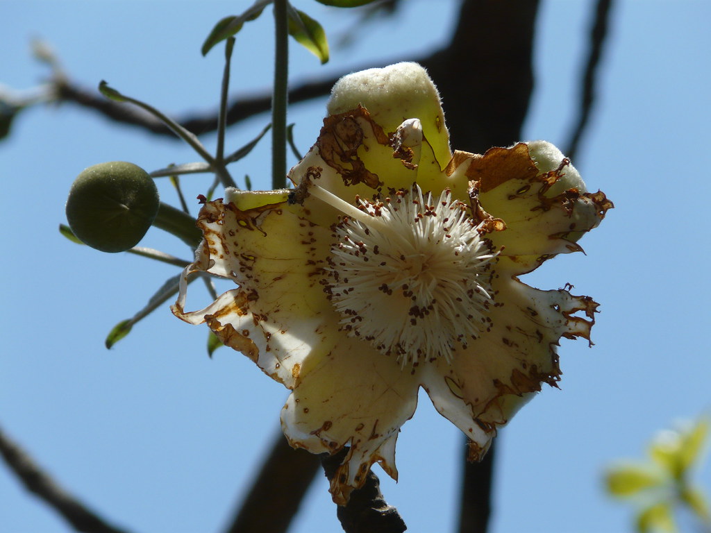 gorakh-imli-hindi-bombacaceae-baobab-family-flickr