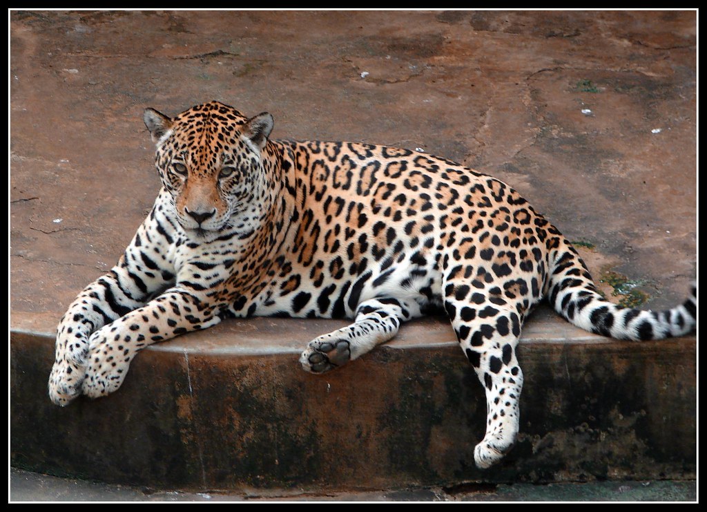 Jaguar | #214 - A Jaguar at Dehiwala Zoo, Sri Lanka | Hafiz Issadeen