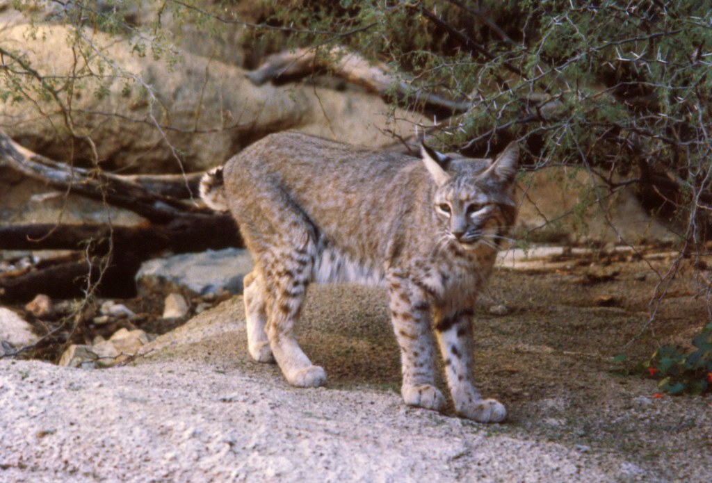Bobcat at the Arizona-Sonora Desert Museum | Taken at the Ar… | Flickr
