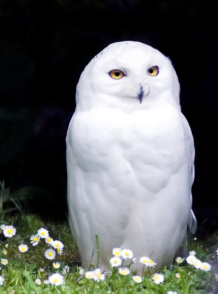 Snowy Owl The Snowy Owl (Bubo scandiacus) is a large owl
