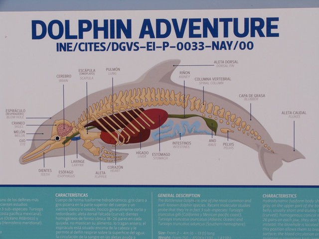 Diagram Of A Dolphin