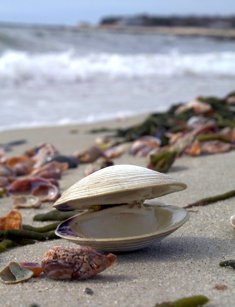 Quahog Shell at Harwich, Cape Cod | Red River Beach ©Christo… | Flickr
