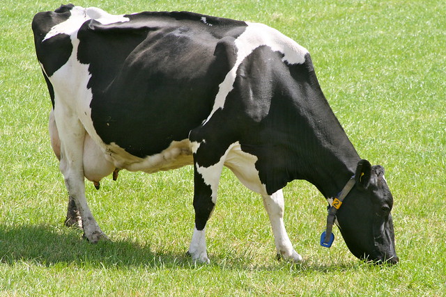 Dairy Cow In Holland 