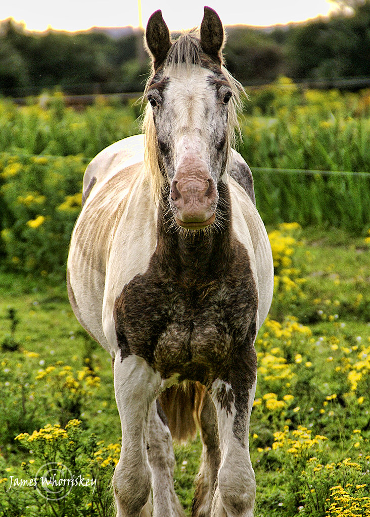 Ireland's Ugliest Horse ! | Came across this fella close to â€¦ | Flickr