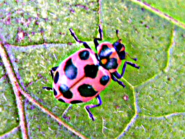 Pink Ladybug Hdr Picnik Pink Ladybug Photo Made With The H Flickr 