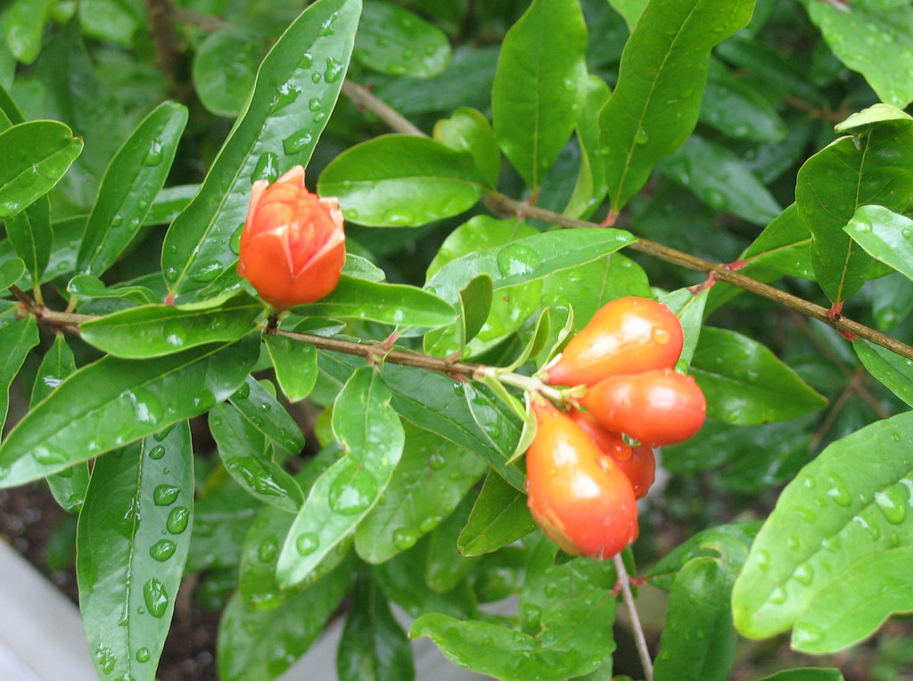 10 Dwarf Pomegranate Seeds (Punica Granatum) - Non-GMO, Organic, Grows 2-4 Ft, Perfect For Bonsai & Containers