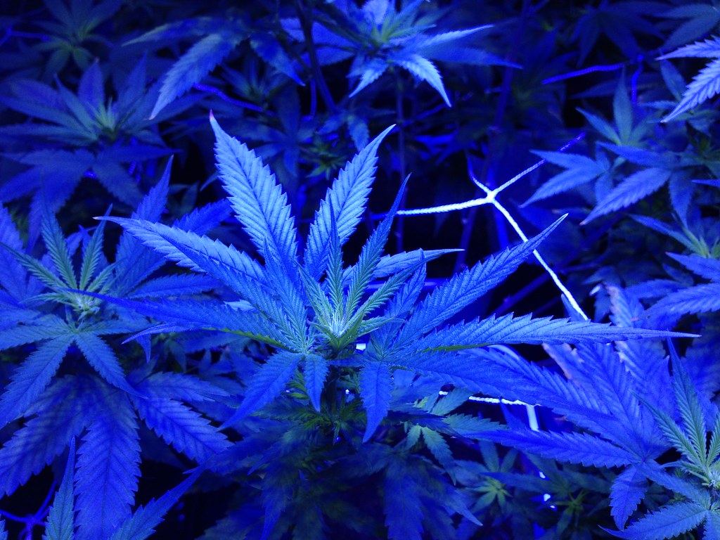 Cannabis : la légalisation de l’usage débattue au Sénat ! >I< Conspiration contre le cannabis au profit de l’industrie : “l’empereur nu” le film 13026439914_ee36c39e86_b