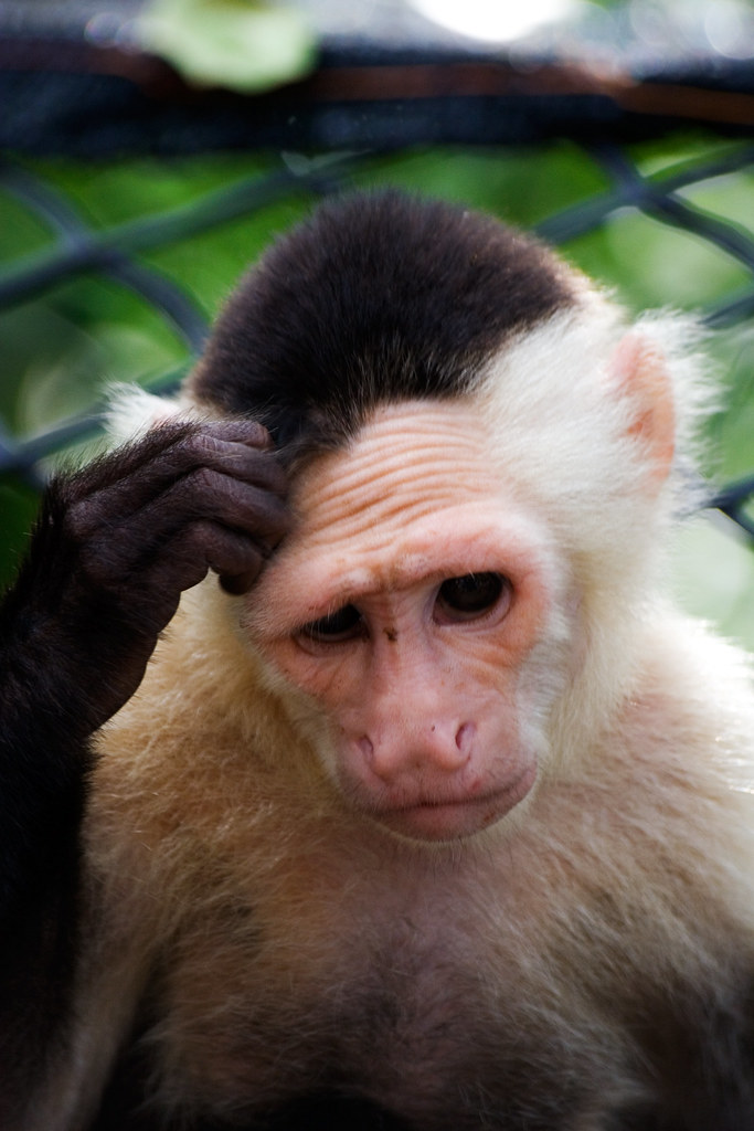 Confused Monkey A Confused Monkey On Isla Palma Colombia Michael