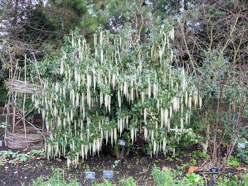 silk tassel bush Garrya elliptica