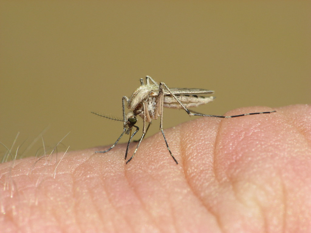 Aedes dorsalis