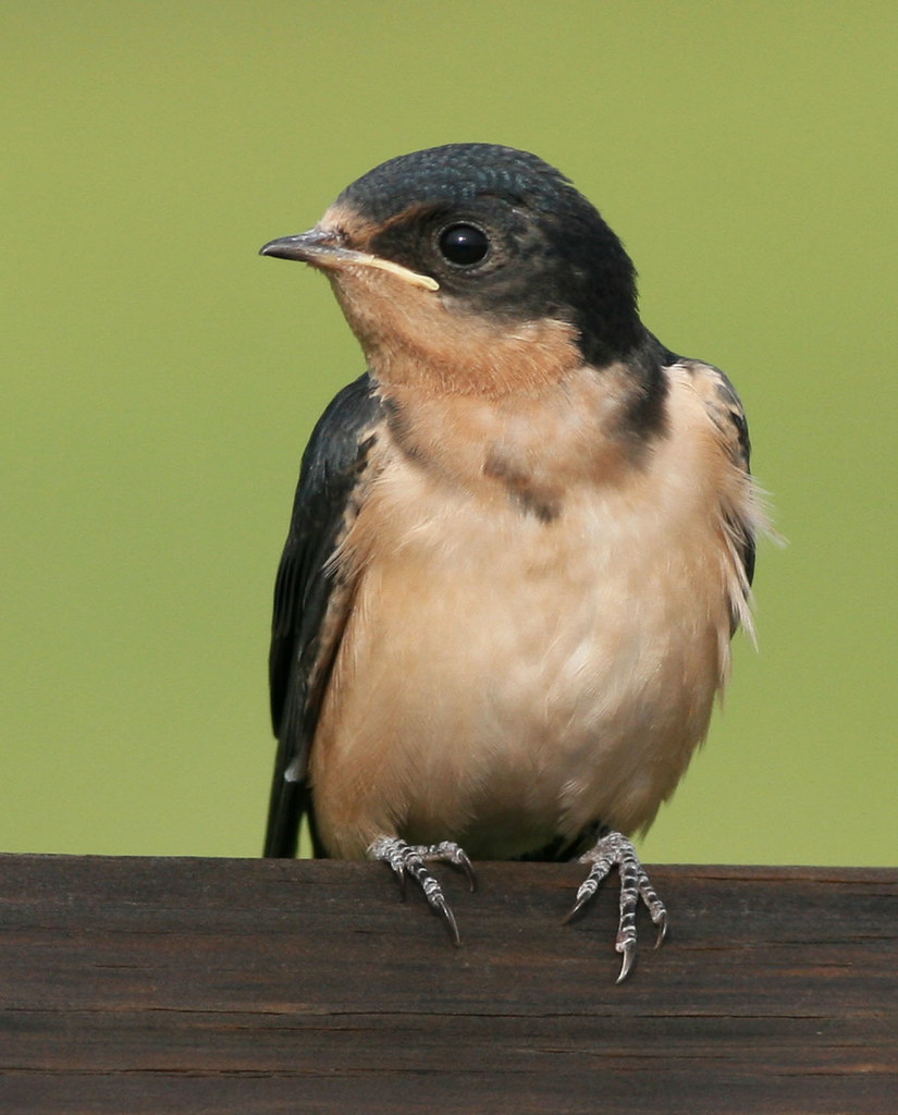 Female Barn Swallow 103