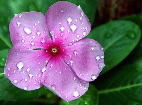 Nayantara (Bengali name of the flower) | mohammod hossain lipu | Flickr