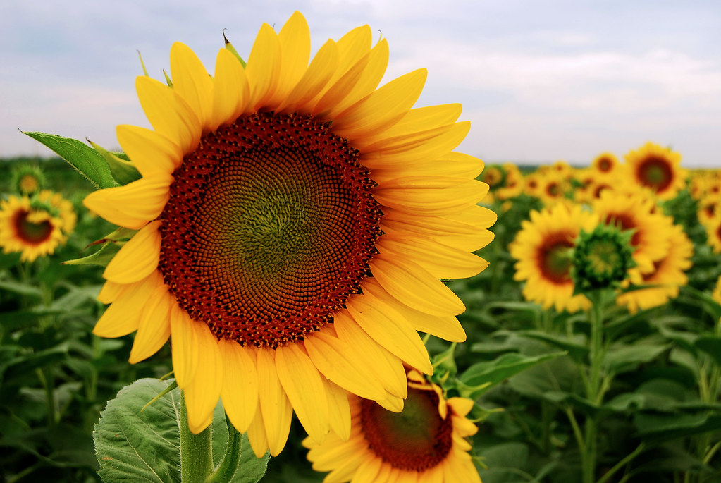 Sunflower | One of the thousands of sunflowers grown each ye… | Flickr