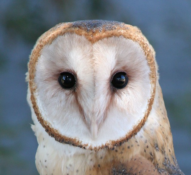 Barn Owl Face | Tyto alba | Brian Bollman | Flickr