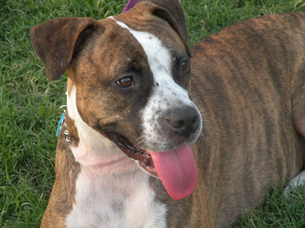 Lily Brown brindle female American Pit Bull Terrier with