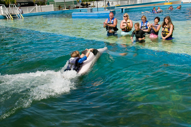 Dolphin Swim Adventure