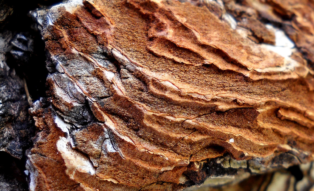 Tree Bark Layers Hadley Paul Garland Flickr