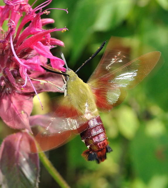Close up of a Hummingbird Clearwing Moth at Virginia State Parks
