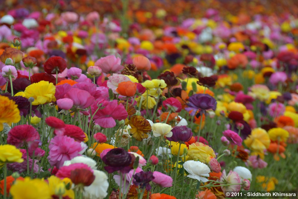 A Sea of Flowers | Siddharth Khimsara | Flickr
