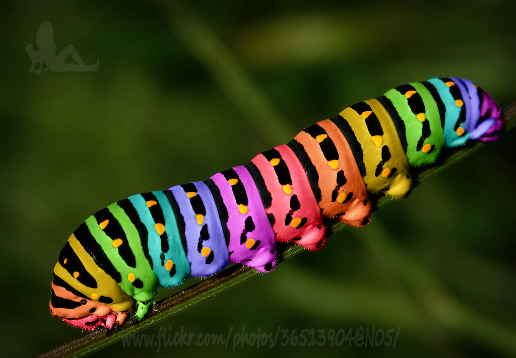 Rainbow Caterpillar 57/99 | Sarah Jane | Flickr