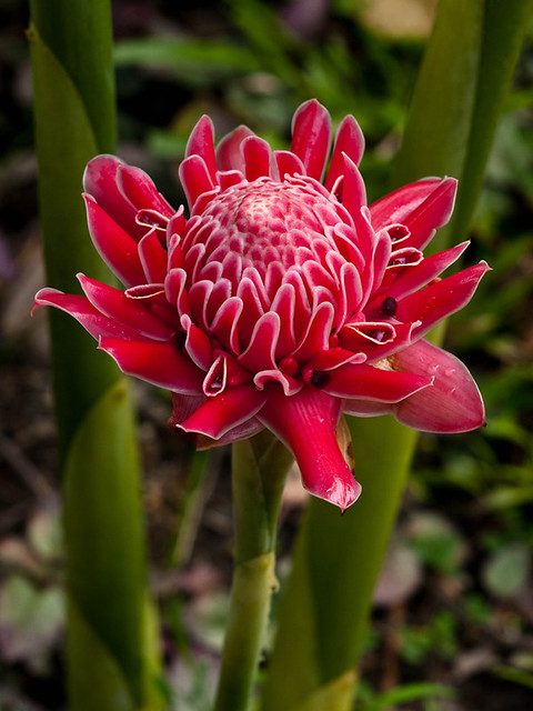 P2026069 LR2 Tropical plant Bunga Kantan  Torch Ginger 