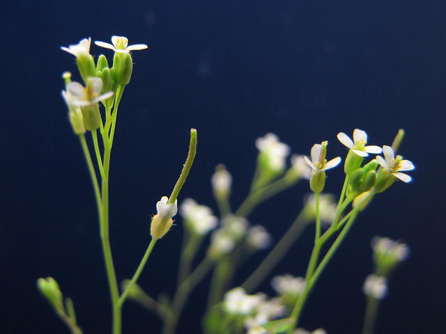 Arabidopsis là một chi thực vật có hoa trong họ cải (Nguồn: Flickr).
