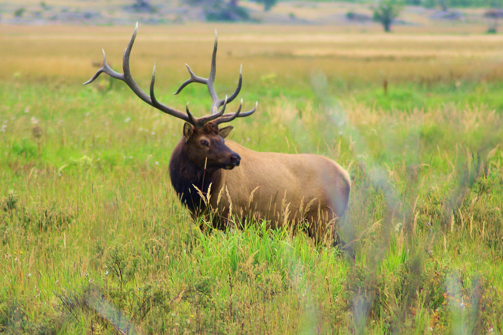 Photo Favorite: Young Mature Bull Elk, Moraine Park, Rocky Mountain National Park, Colorado, September 2, 2009 (Pentax K10D) 