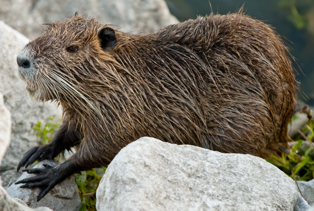 River Rat Otherwise Known As A Nutria Rat Swimming In The… Flickr