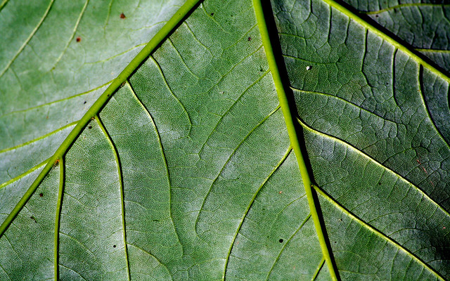 Leaf | Flickr - Photo Sharing!