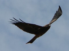 Black kite soaring over Aiyura