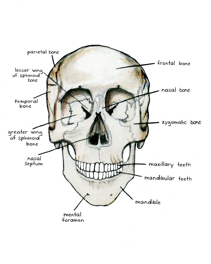 bones of the skull, anterior view | Andrea Kennedy | Flickr