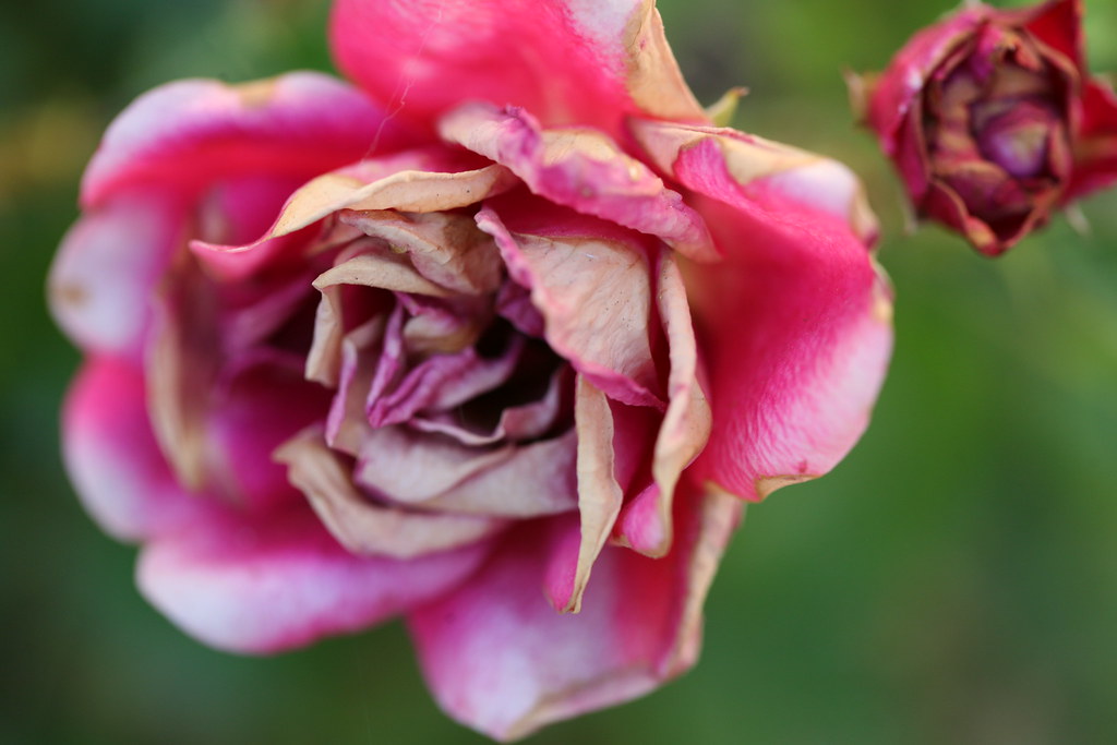 Dying rose petals | glenngould | Flickr