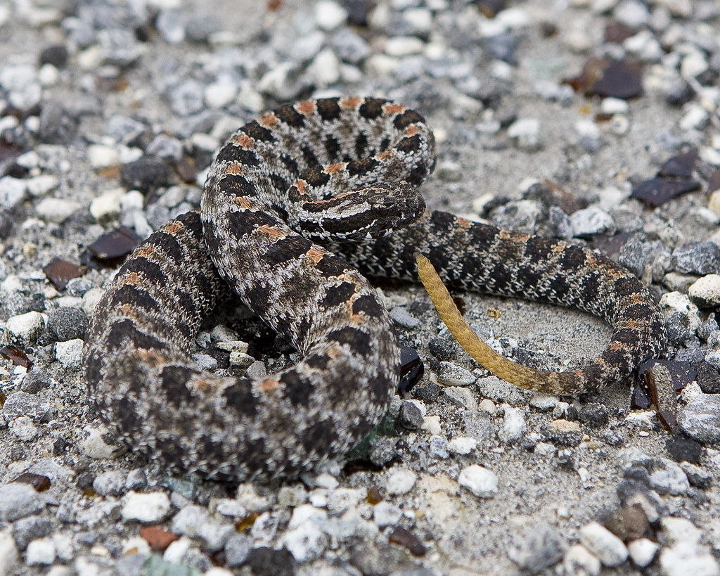 Dusky Pygmy Rattlesnake | Scientific Name: Sistrurus Miliari… | Flickr