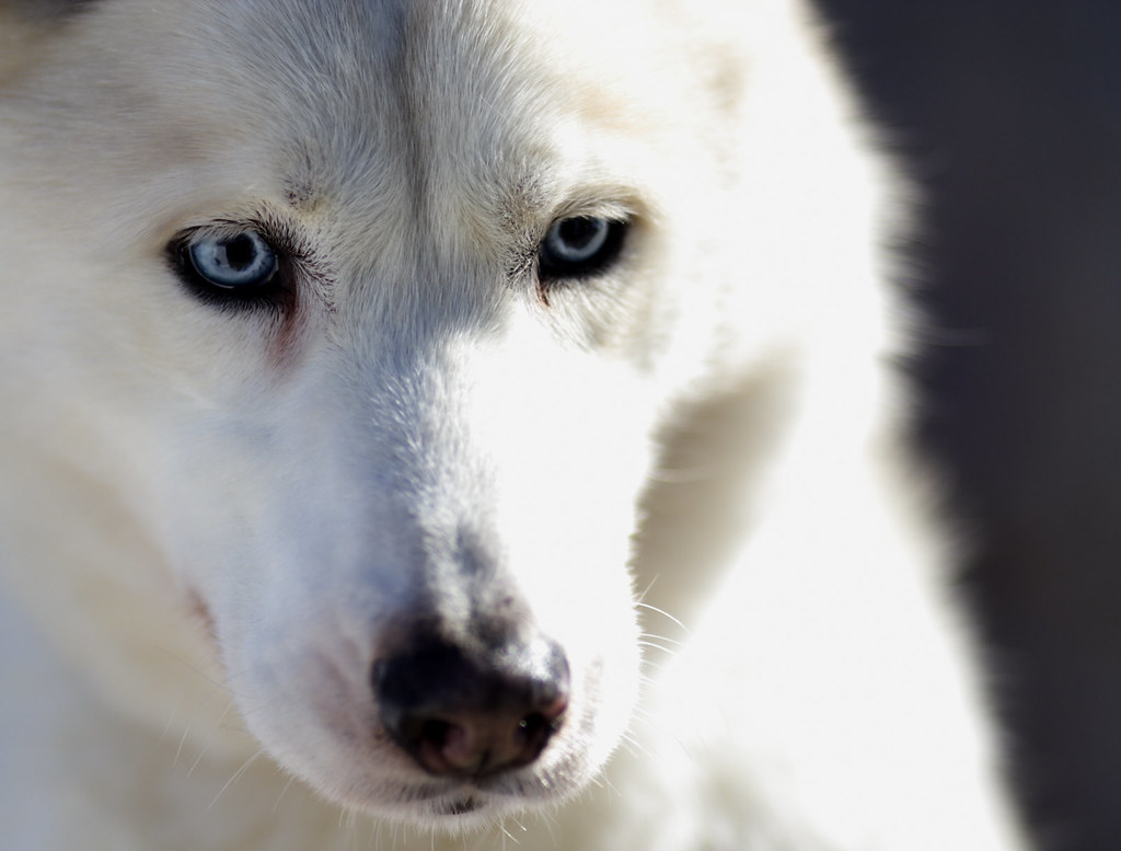 White Siberian Husky | Adopt me. Siberian Husky Rescue www.a… | Flickr